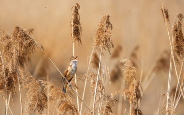 2022-04-FCa-0072-Drosselrohrsaenger