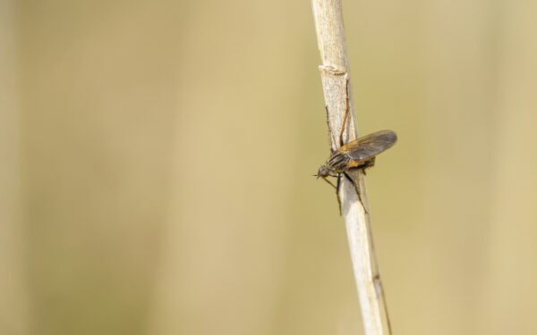 2022-04-FCa-0075-Fliege-unbestimmt