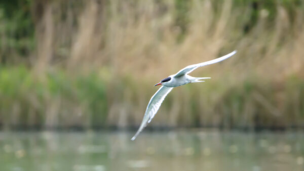 2022-04-FCa-0076-Flussseeschwalbe