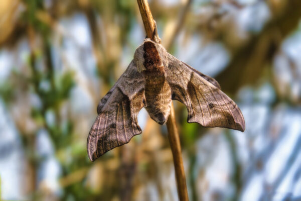 2022-04-FCa-0087-Abendpfauenauge