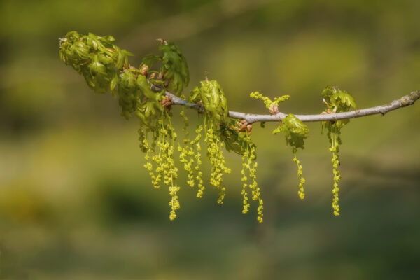 2022-04-FCa-0092-Eichenbluete