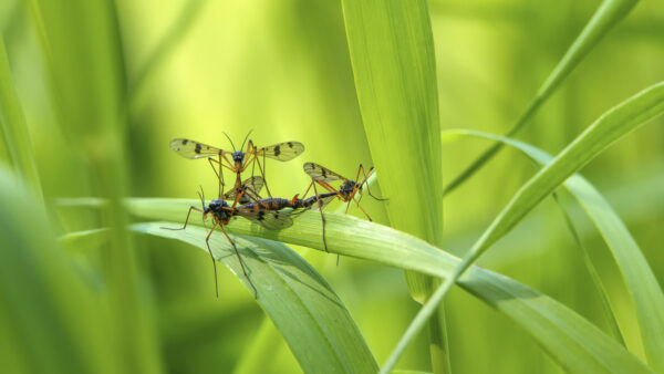 2022-05-FCa-0006-Faltenmuecken-ptychoptera-contaminata
