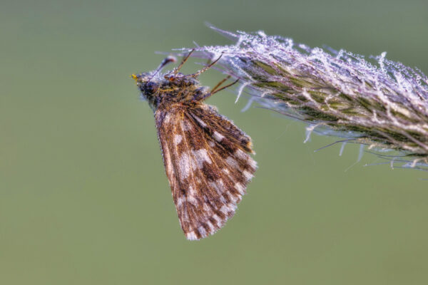 2022-05-FCa-0011-Kleiner-Wuerfel-Dickkopffalter