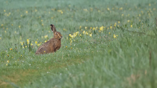 2022-05-FCa-0013-Feldhase