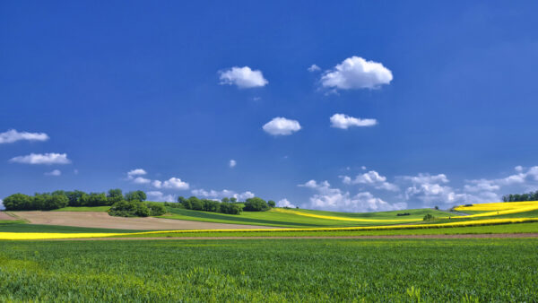 2022-05-FCa-0015-Rapsbluetenlandschaft-Eifel