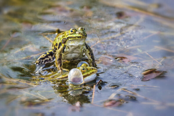 2022-05-FCa-0017-Kleine-Wasserfroesche