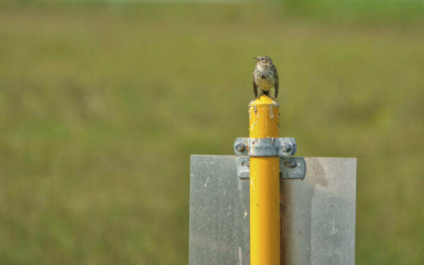 2022-05-FCa-0019-Wiesenpieper