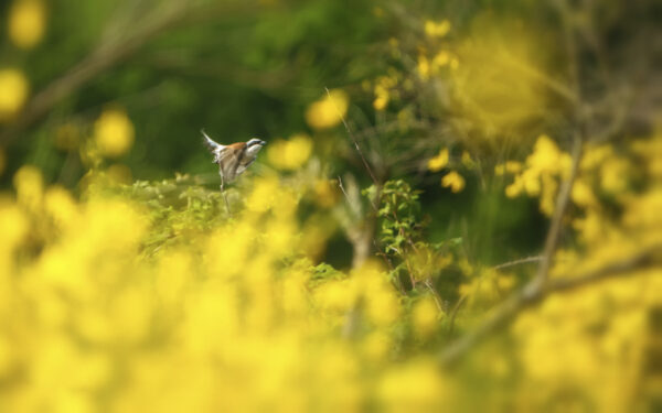 2022-05-FCa-0020-Neuntoeter-maennlich