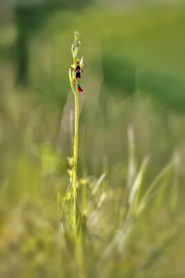 2022-05-FCa-0023-Fliegen-Ragwurz