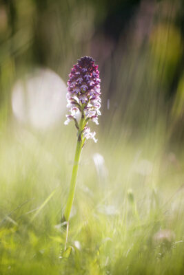 2022-05-FCa-0024-Brand-Knabenkraut