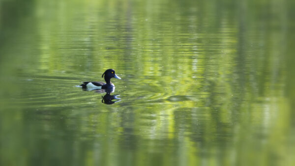 2022-05-FCa-0031-Reiherente-maennlich