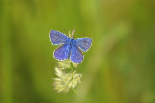 2022-05-FCa-0041-Hauhechel-Blaeuling
