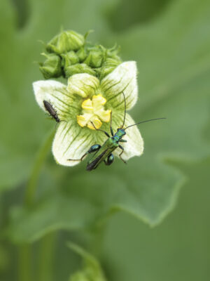 2022-05-FCa-0042-Rotfruechtige-Zaunruebe-Gruener-Scheinbockkaefer