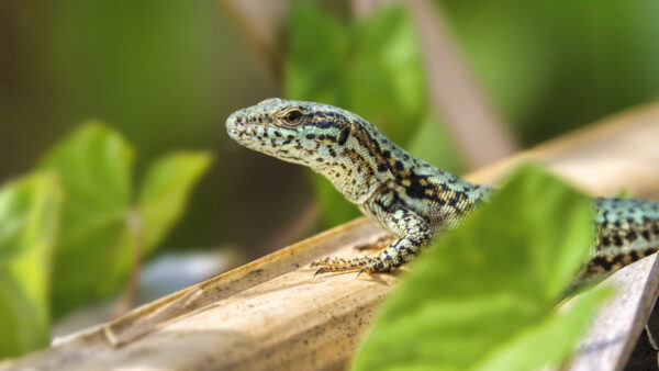 2022-05-FCa-0044-Mauereidechse