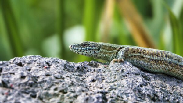 2022-05-FCa-0045-Mauereidechse