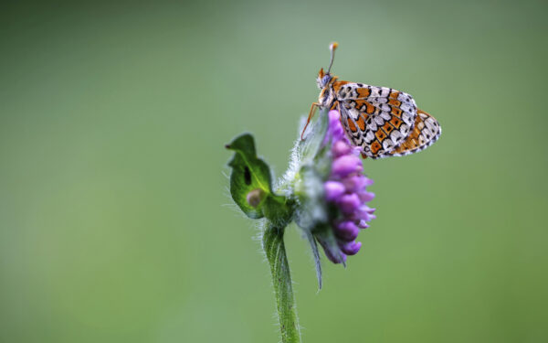 2022-05-FCa-0057-Wegerich-Scheckenfalter