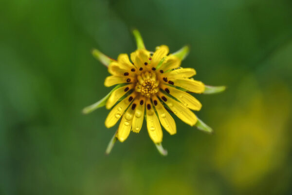 2022-05-FCa-0058-Wiesen-Bocksbart