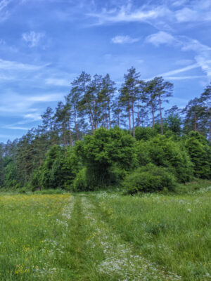 2022-05-FCa-0059-Eifellandschaft