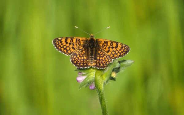 2022-05-FCa-0060-Wegerich-Scheckenfalter