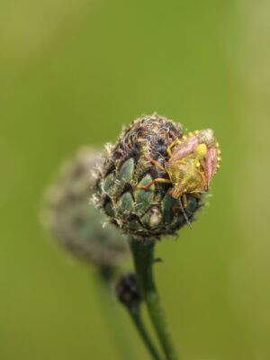 2022-05-FCa-0075-Purpur-Fruchtwanze