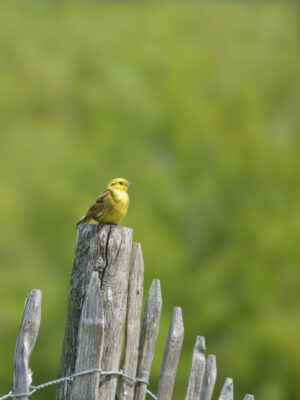 2022-05-FCa-0077-Goldammer