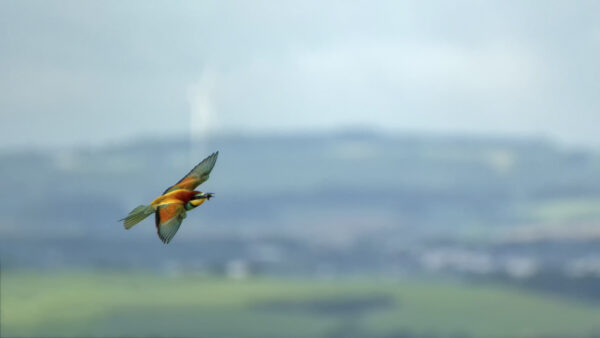 2022-05-FCa-0083-Bienenfresser