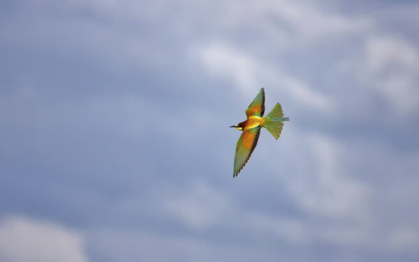 2022-05-FCa-0084-Bienenfresser