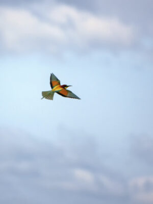 2022-05-FCa-0086-Bienenfresser