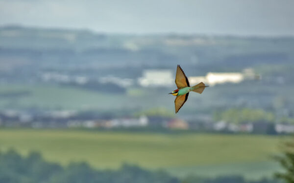 2022-05-FCa-0087-Bienenfresser