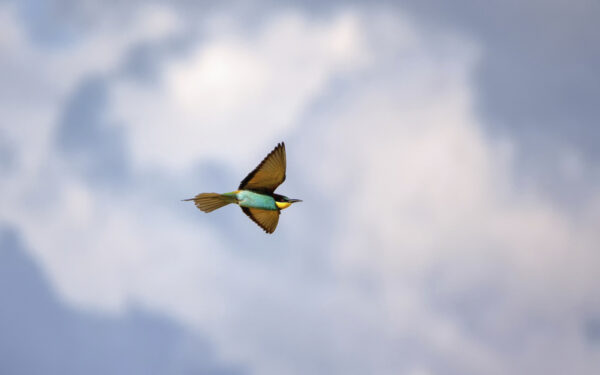 2022-05-FCa-0089-Bienenfresser