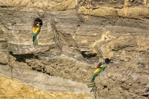 2022-05-FCa-0092-Bienenfresser