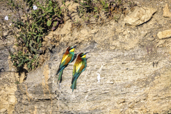 2022-05-FCa-0094-Bienenfresser