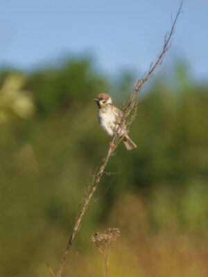 2022-05-FCa-0096-Feldsperling