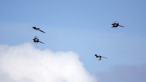 2022-05-FCa-0098-Elstern