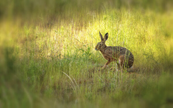 2022-05-FCa-0099-Feldhase