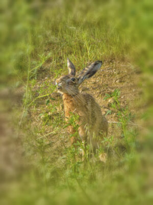 2022-05-FCa-0100-Feldhase