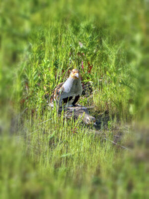 2022-05-FCa-0101-Rebhuhnpaarung