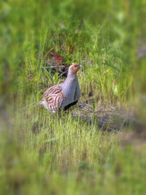 2022-05-FCa-0102-Rebhuhn-maennlich