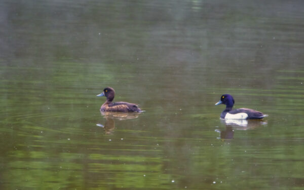 2022-05-FCa-0107-Reiherenten-weiblich-maennlich