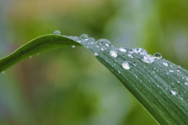 2022-05-FCa-0110-Regentropfen-Blatt