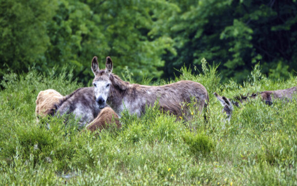 2022-05-FCa-0114-Esel-Ziegen-Landschaftspfleger-Wahner-Heide