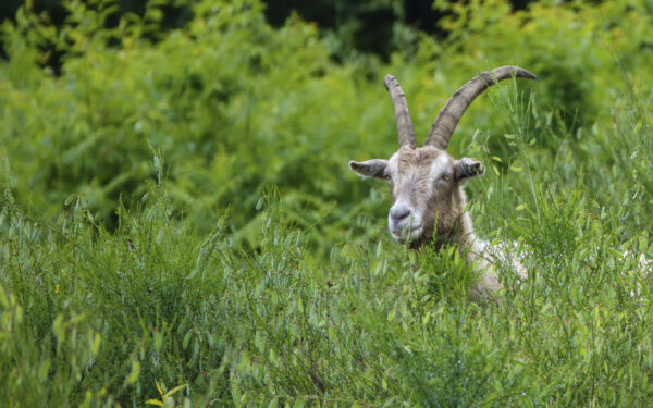 2022-05-FCa-0115-Ziegen-Landschaftspfleger-Wahner-Heide