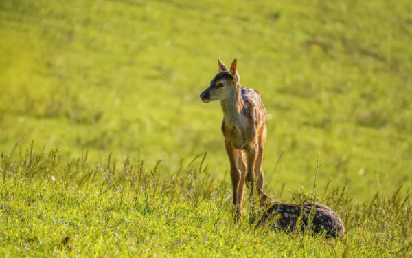 2022-06-FCa-0002-Rotwild-Kaelber-Eifel