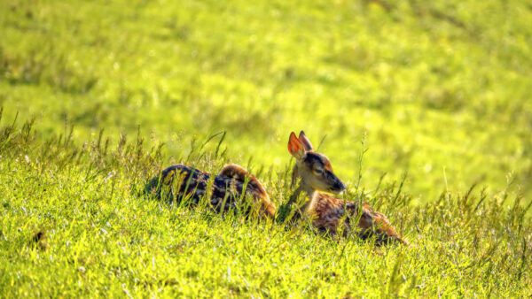 2022-06-FCa-0004-Rotwild-Kaelber-Eifel