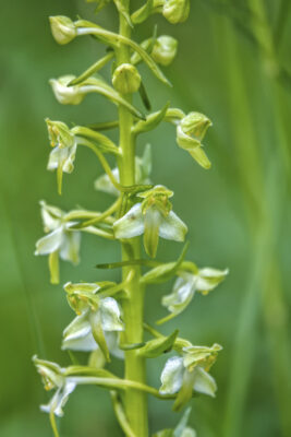 2022-06-FCa-0008-Gruenliche-Waldhyazinthe