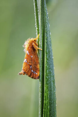 2022-06-FCa-0009-Heidekraut-Wurzelbohrer