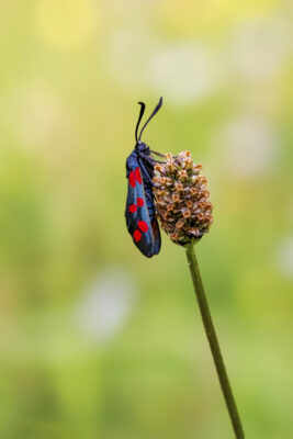 2022-06-FCa-0011-Sechsfleck-Widderchen