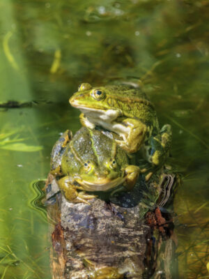 2022-06-FCa-0018-Wasserfroesche