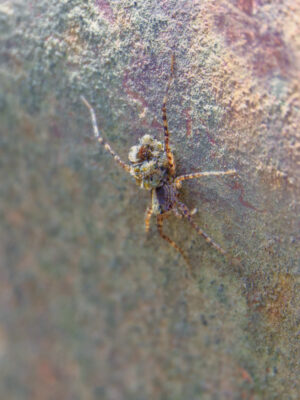 2022-06-FCa-0029-Wolfsspinne-weiblich-mit-Jungtieren-Ruecken