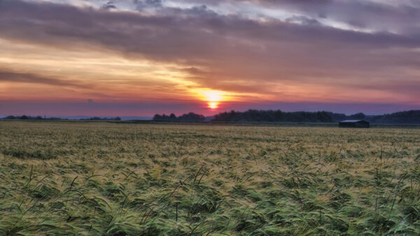 2022-06-FCa-0031-Sonnenaufgang-Brenig-Felder